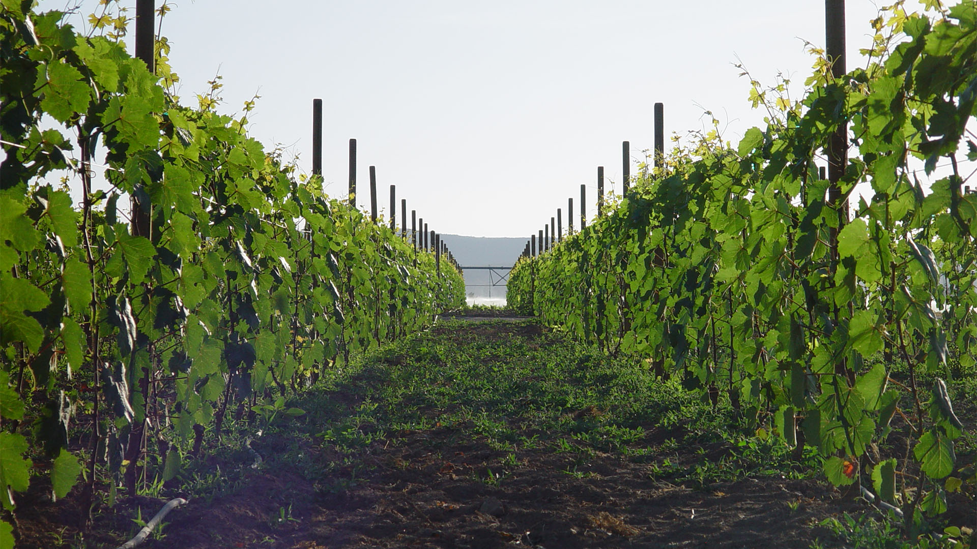 Valle de Guadalupe